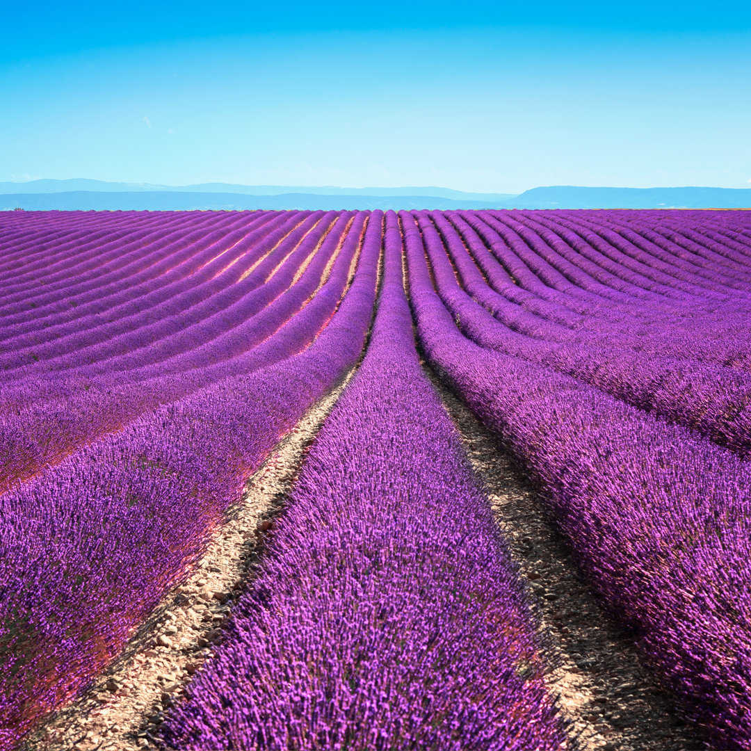 Leinwandbild Lavender Flower Blooming Fields Endless Rows Valensole Provence von StevanZZ