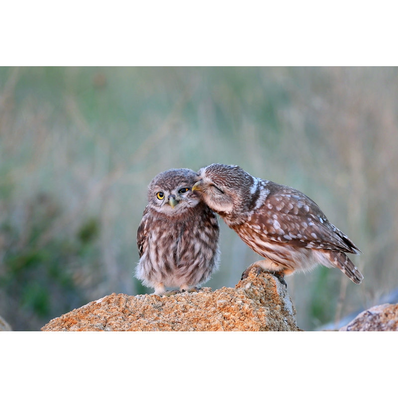The Little Owl (Athene Noctua) With His Chick Standing On A Stone - Wrapped Canvas Print, 30cm H x 46cm W