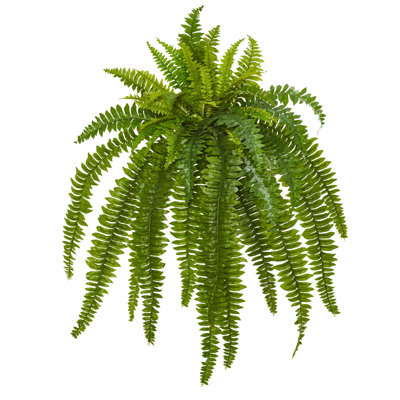 Boston Fern (Set of 2)