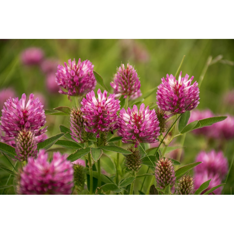 Red Clover - Wrapped Canvas Print, 61cm H x 91cm W