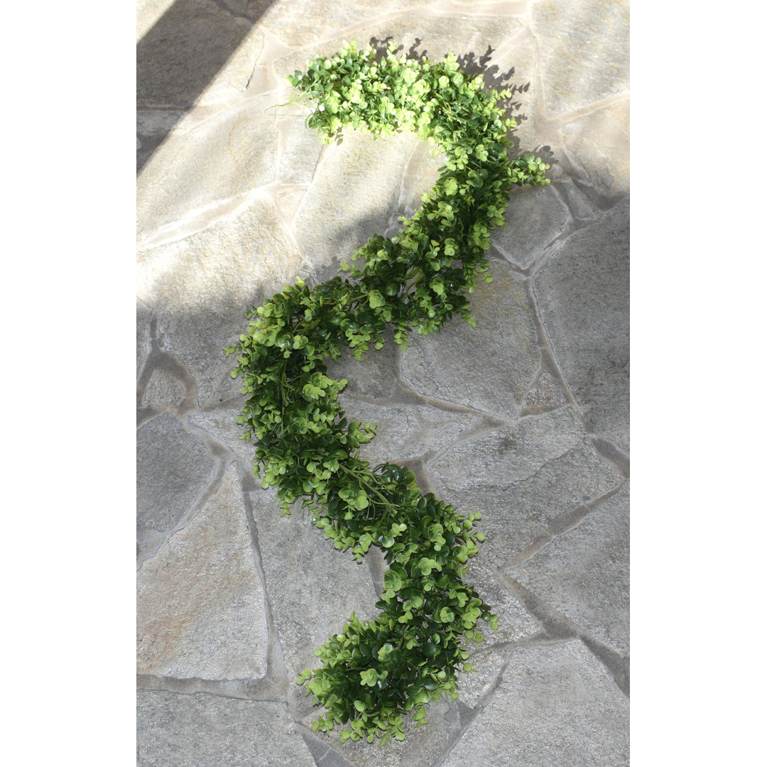 6 Feet Boxwood Garland Primrue