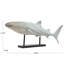 Sculpture Westerleigh Shark-2020684978