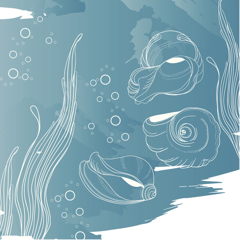 Geller Sea Shells And Algae by Rively - Wrapped Canvas Print, 30cm H x 30cm W x 3.8cm D