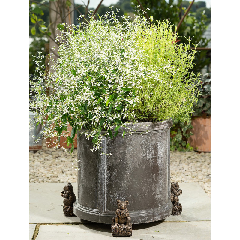 Pieds de jardinière Koala couleur bronze dans une boîte cadeau