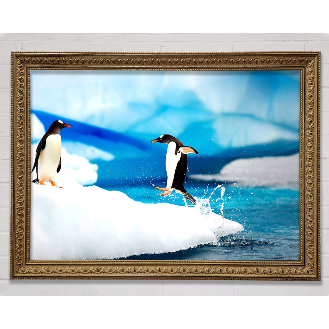 Gentoo Penguins Antarctica Framed Print