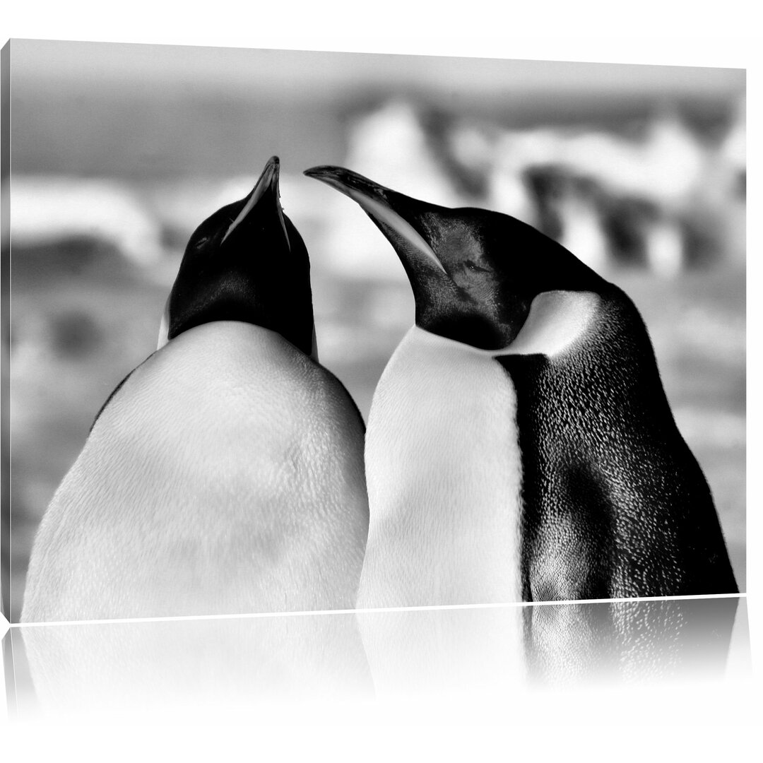 Leinwandbild Zwei prachtvolle Kaiserpinguine in Monochrom