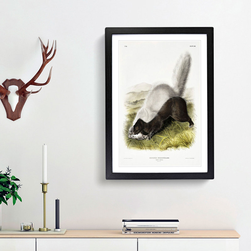 Texan Skunk by J.W. Audubon - Framed Print, 48cm H x 36cm W x 2cm D, Black Framed