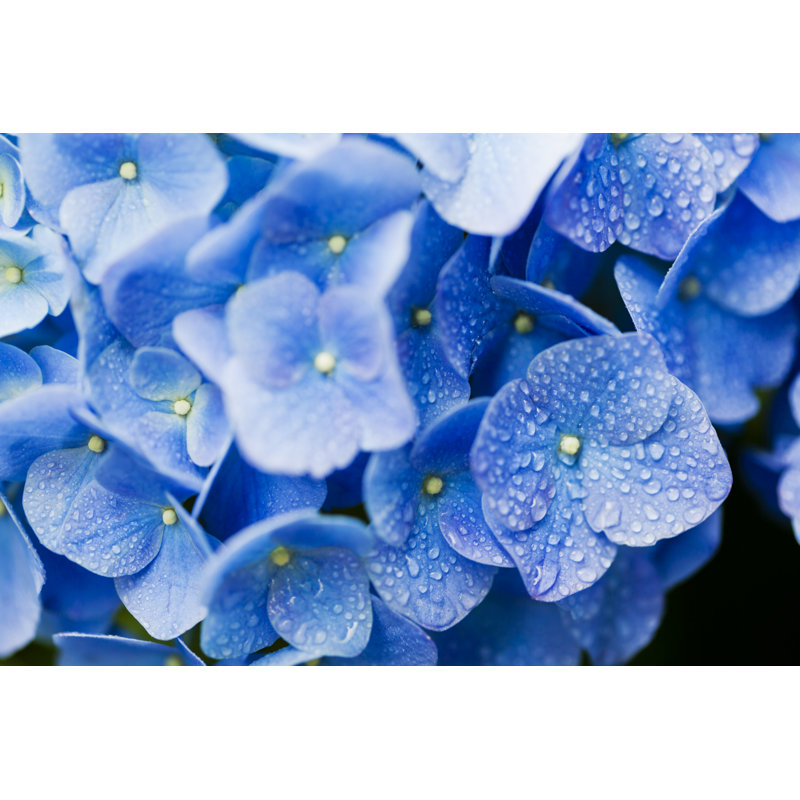 Gros plan d'une fleur d'hortensia bleue avec des gouttes d'eau le matin par Ooyoo, H 32 po x l 48 po