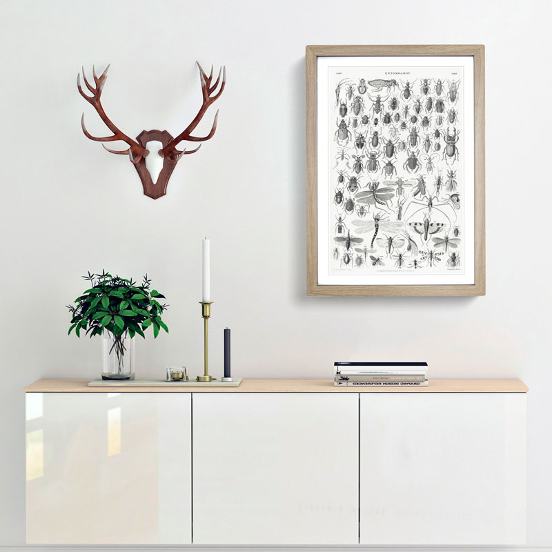 Study of Insects XXXIX by Oliver Goldsmith - Framed Print, Oak Framed, 36cm H x 27cm W x 2cm D