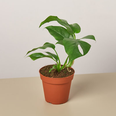 House Plant Shop Live Foliage Plant