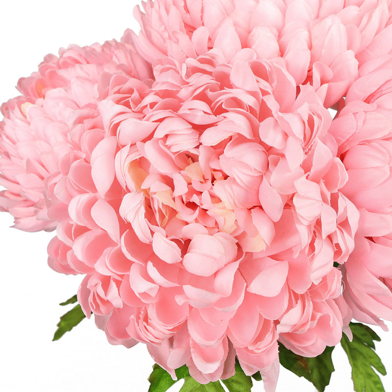 Chrysanthème buisson, Rosé