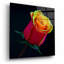 «Little Rosebud» par Pamela Plummer-1731377671