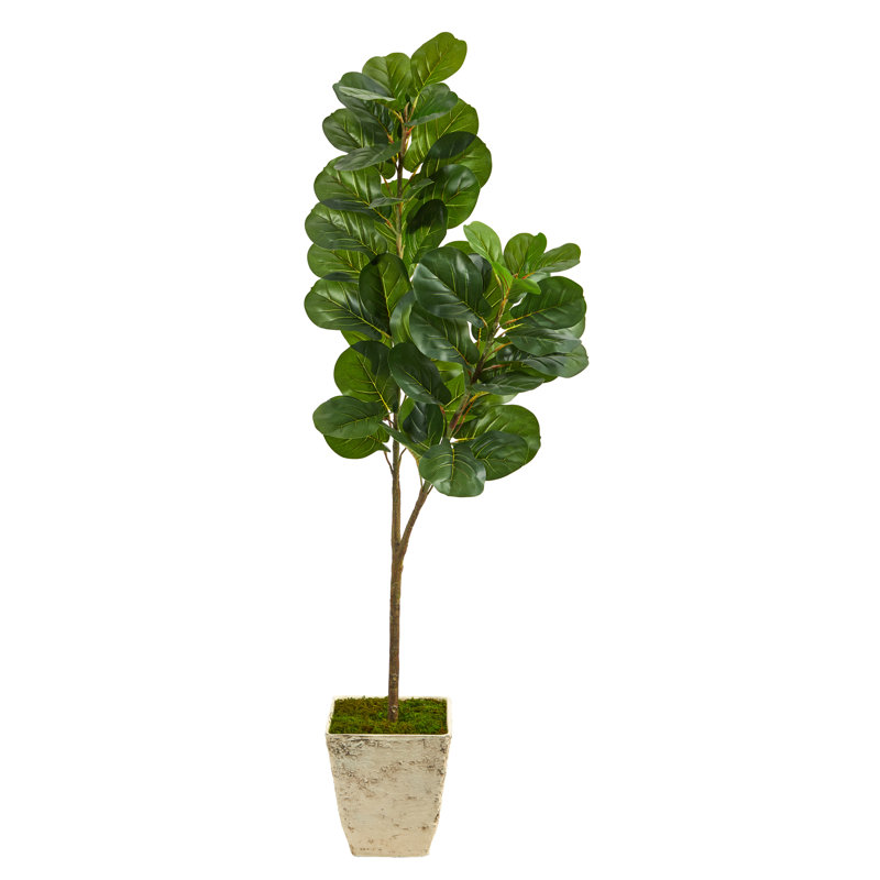 Figuier 66 po en pot