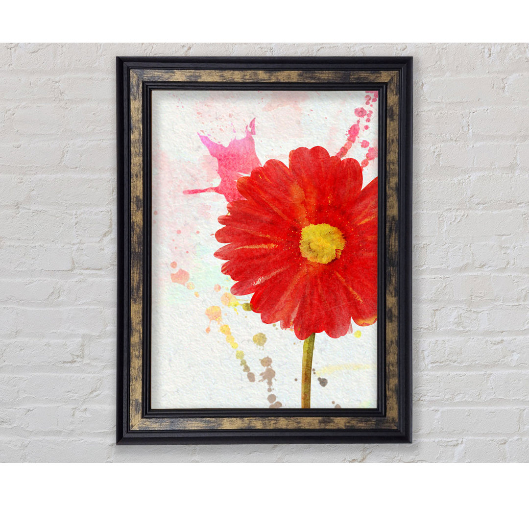 Gerbera Splash - Druck