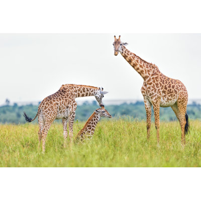 Giraffe Family - Wrapped Canvas Print