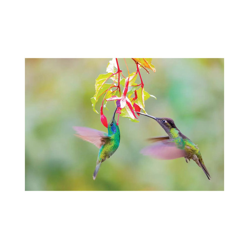 Central America, Costa Rica. Male Hummingbirds Feeding. by Jaynes Gallery - Wrapped Canvas Gallery-Wrapped Canvas Giclée