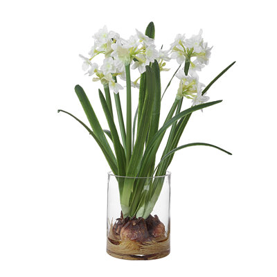 Zoel Accent Arrangement