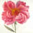 peony flower - 32"x32" art on canvas