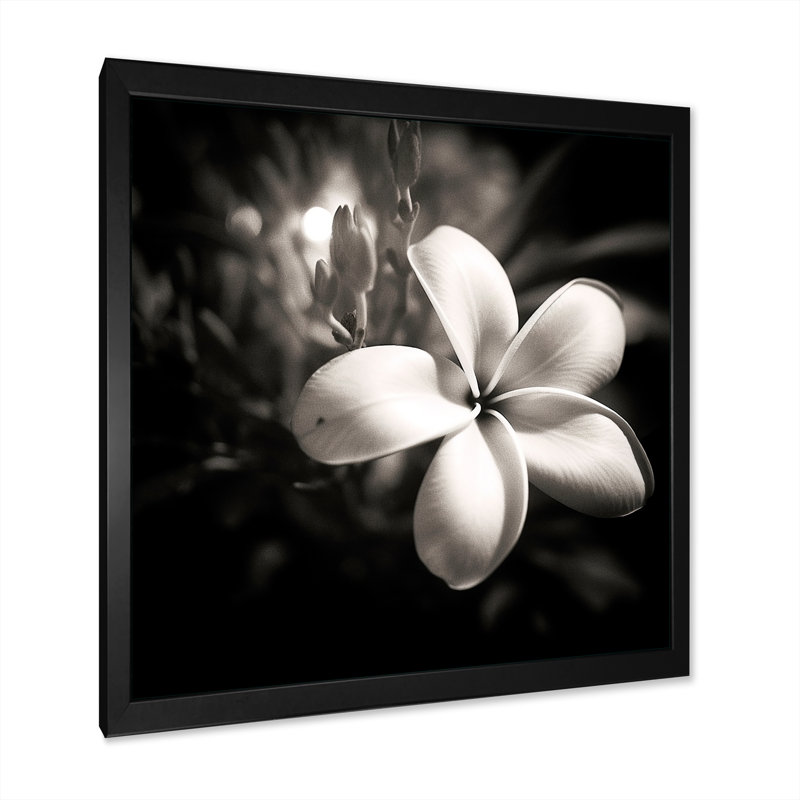 Spectrum Wild Moonlight Plumeria Beauty sur toile, Cadre simple noir, H 36 po x l 36 po x P 1,5 po