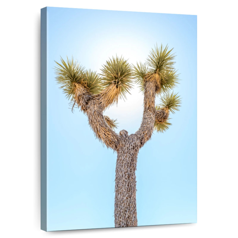 Arbre Harnek Joshua, H 36 po x l 24 po