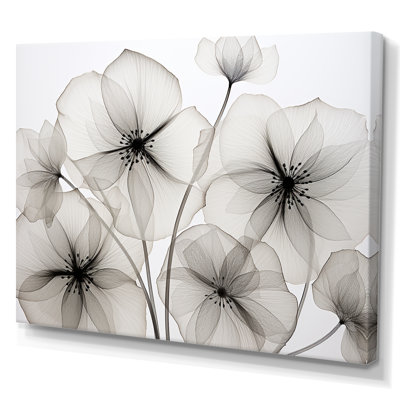 " Black And White Morning Glory Speed "