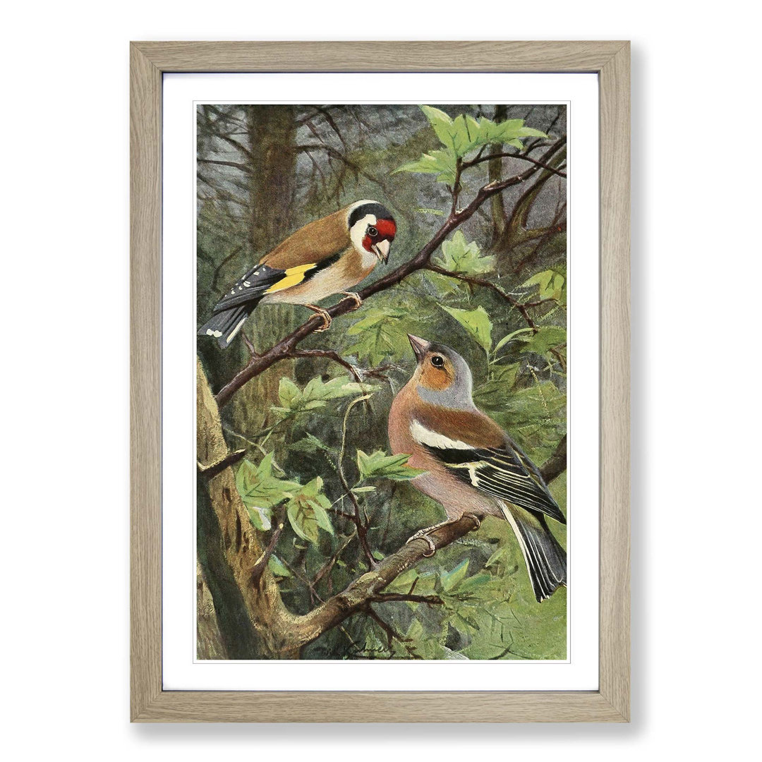 Vintage Goldfinch and Chaffinch by Wilhelm Kuhnert - Framed Print