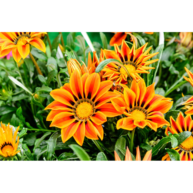 Gazania Flowers And Green Leaves - Wrapped Canvas Print, 20cm H x 30cm W