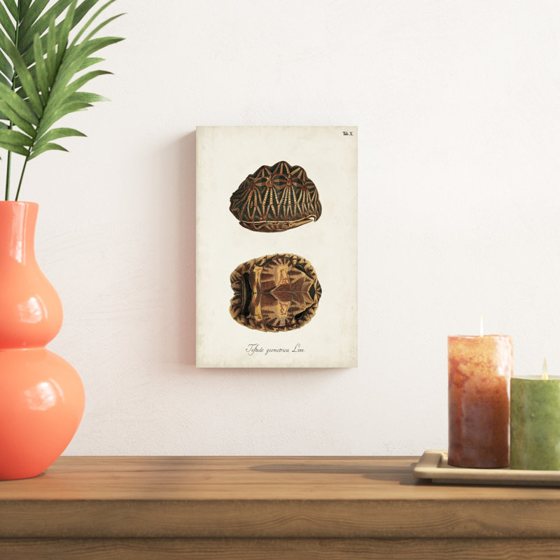 Tortues et coquillages antiques I, H 12 po x l 8 po x P 1,25 po