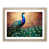 Oak