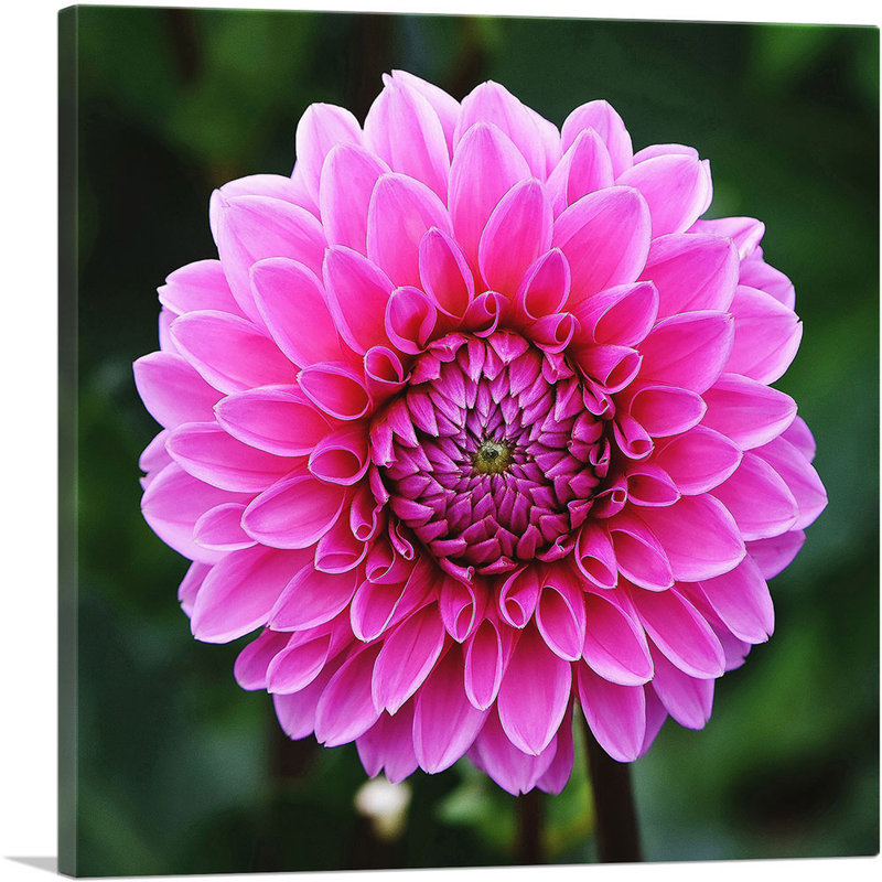 «Dahlia Flower Home Decor», reproduction de photo sur toile tendue, H 36 po x l 36 po x 1,5 po