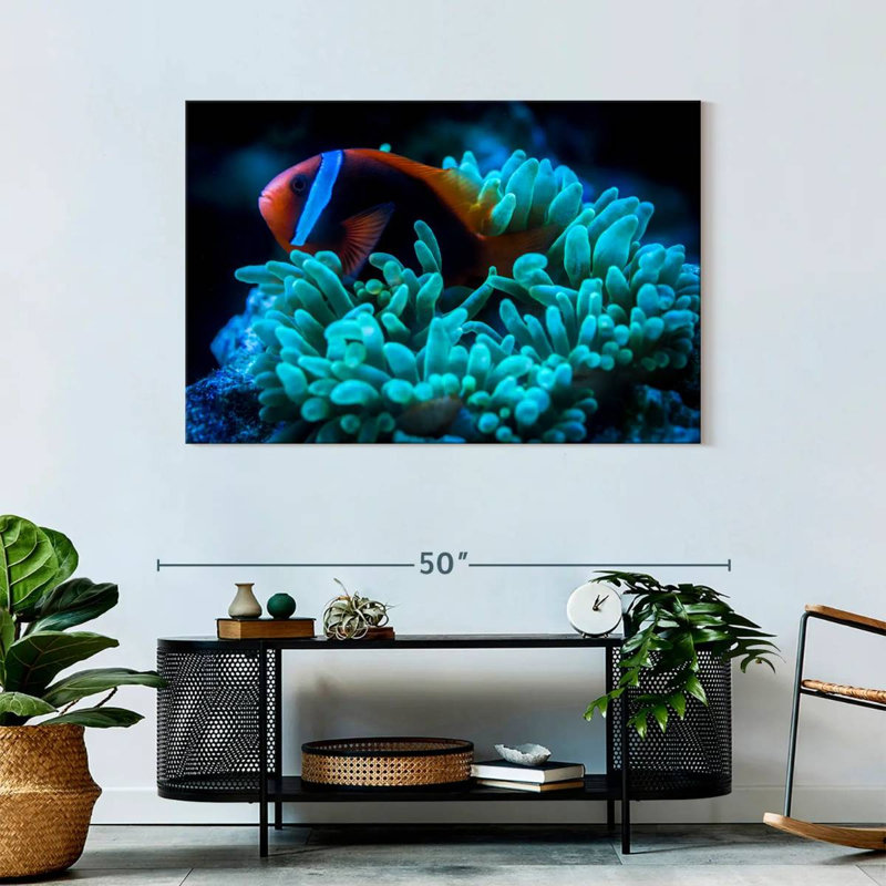Brampt Tomato Clownfish, 30" H x 45" W