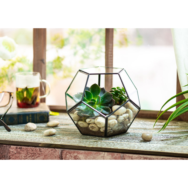 Terrarium en verre Providence, Noir