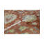 Windsom Floral Area Rug