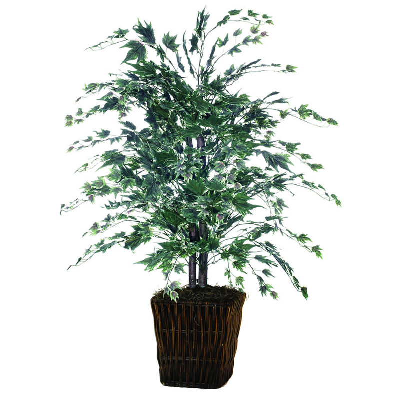 Maple Bush