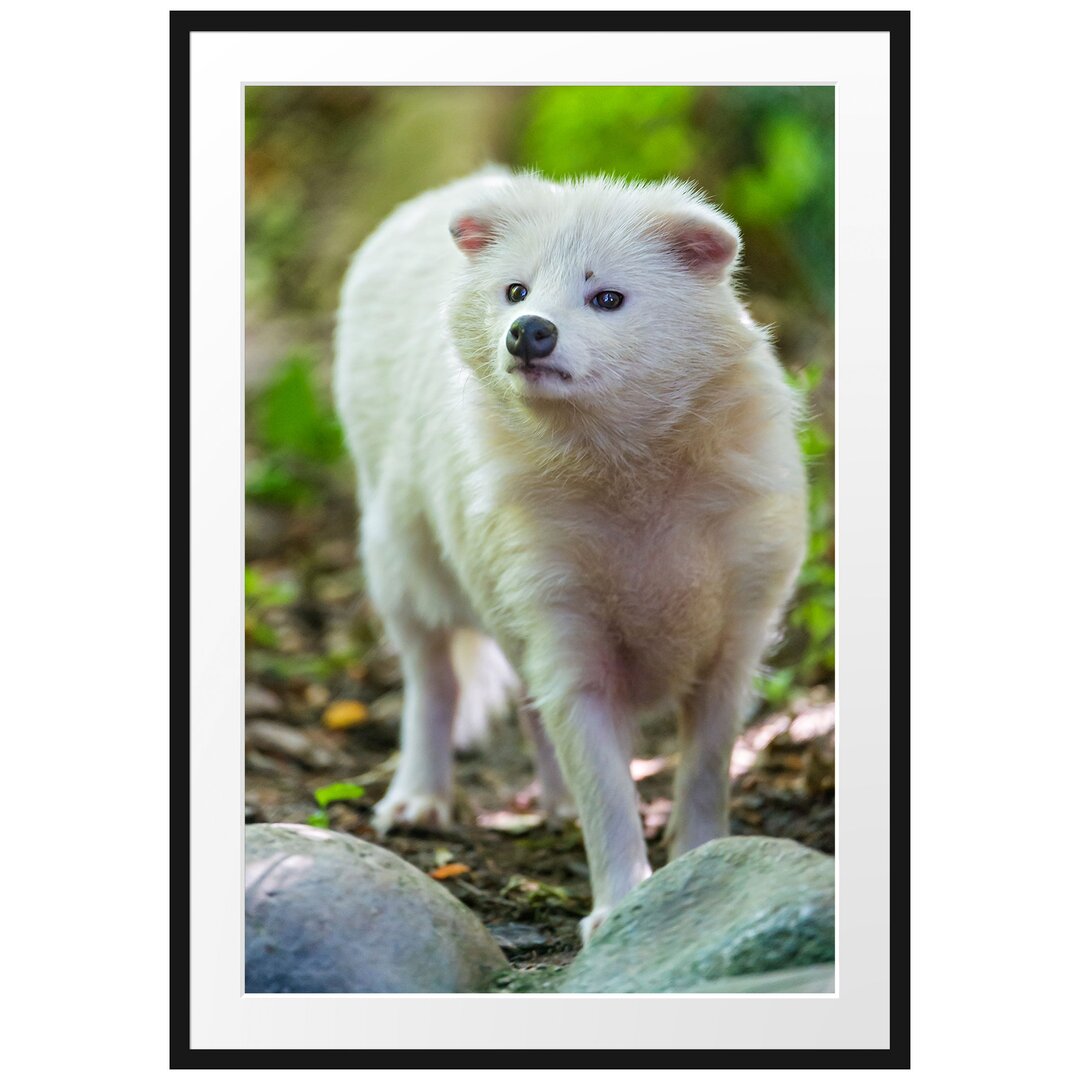 Gerahmtes Poster Niedlicher Polarfuchs