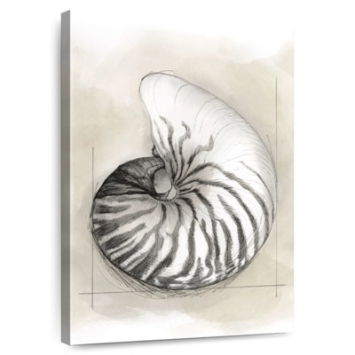 Schéma de coque Brampt I