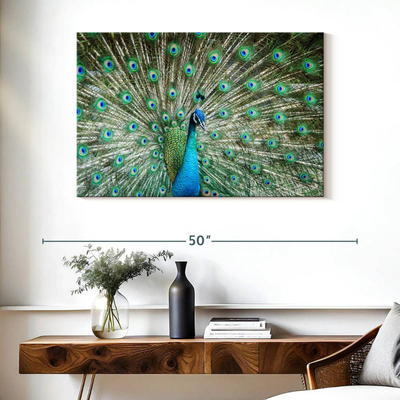 Brampt Peacock Displaying Tail, 26" H x 39" W