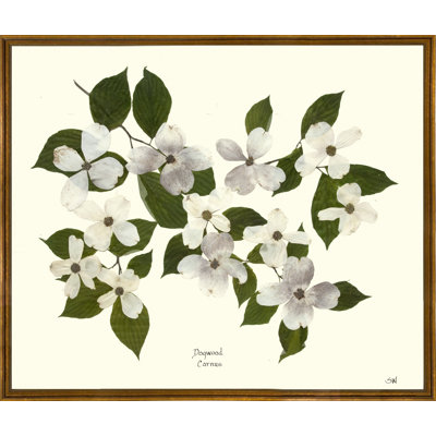 Dogwood Branch