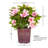 1 Gallon Autumn Twist Encore Azalea - Reblooming Evergreen Shrub for Full Sun to Part Shade