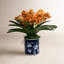 Vanda Orchid In Blossom Pot