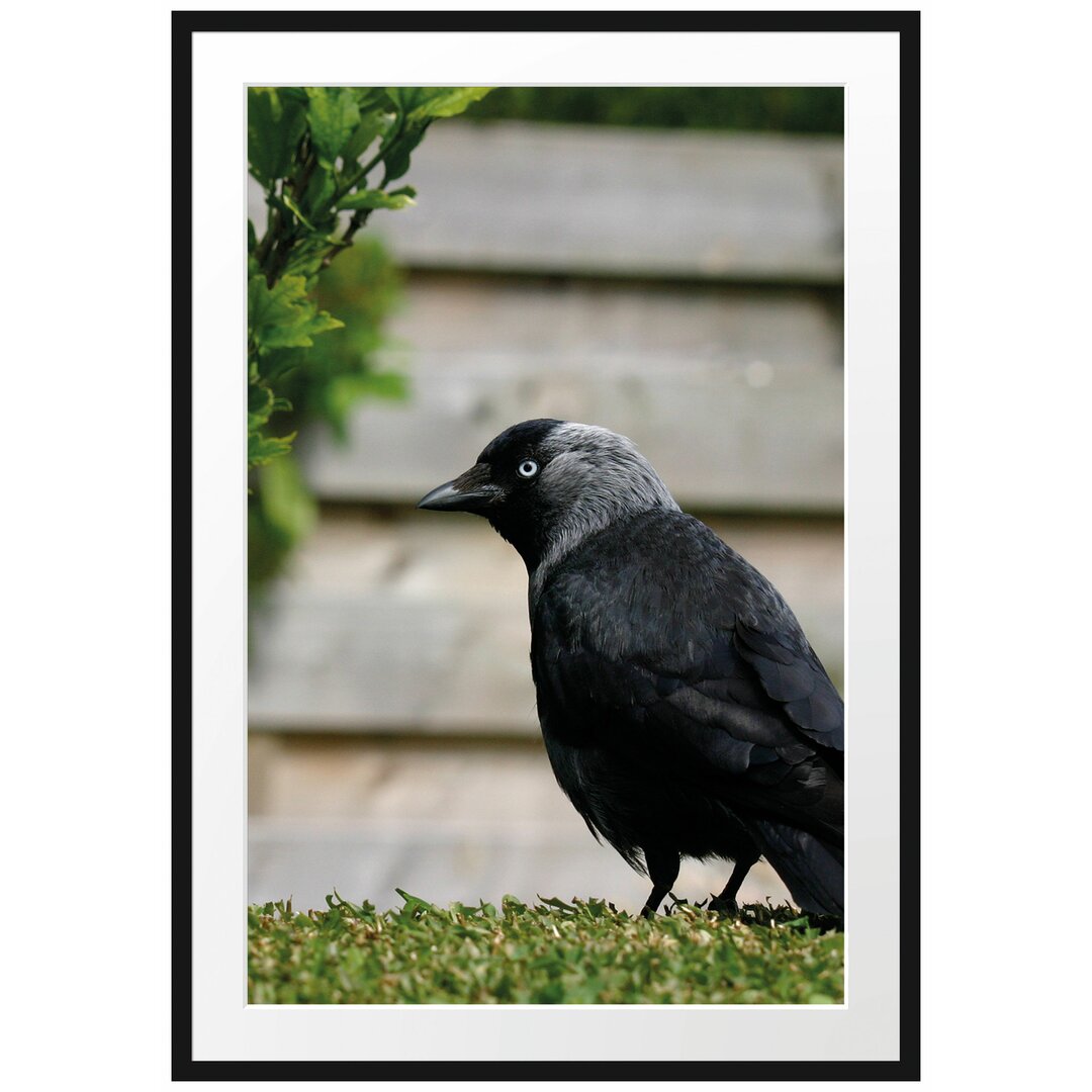 Gerahmtes Poster Vogel auf Gartenwiese