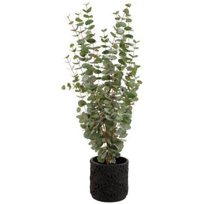 Plante eucalyptus dans un pot de fleurs