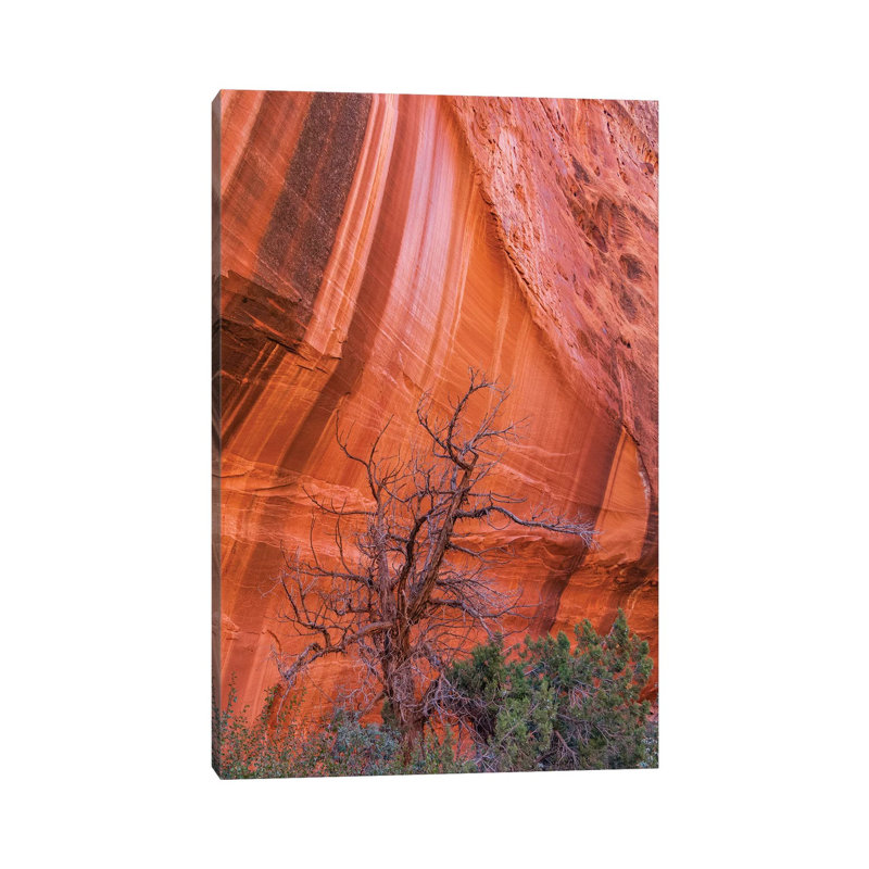 Utah Juniper And Cliff With Desert Varnish, Grand Staircase-Escalante National Monument, Utah by Jeff Foott - Wrapped Canvas Print