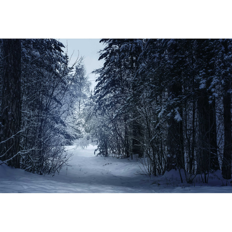 Mysterious Winter Forest - Photographie sur toile tendue, H 8 po x l 12 po