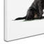 «Black Lab» par The Macneil Studio - reproduction sur toile-21938018