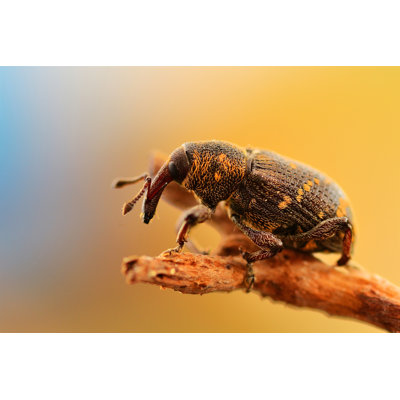 Dalhart Hylobius Abietis - Wrapped Canvas Print