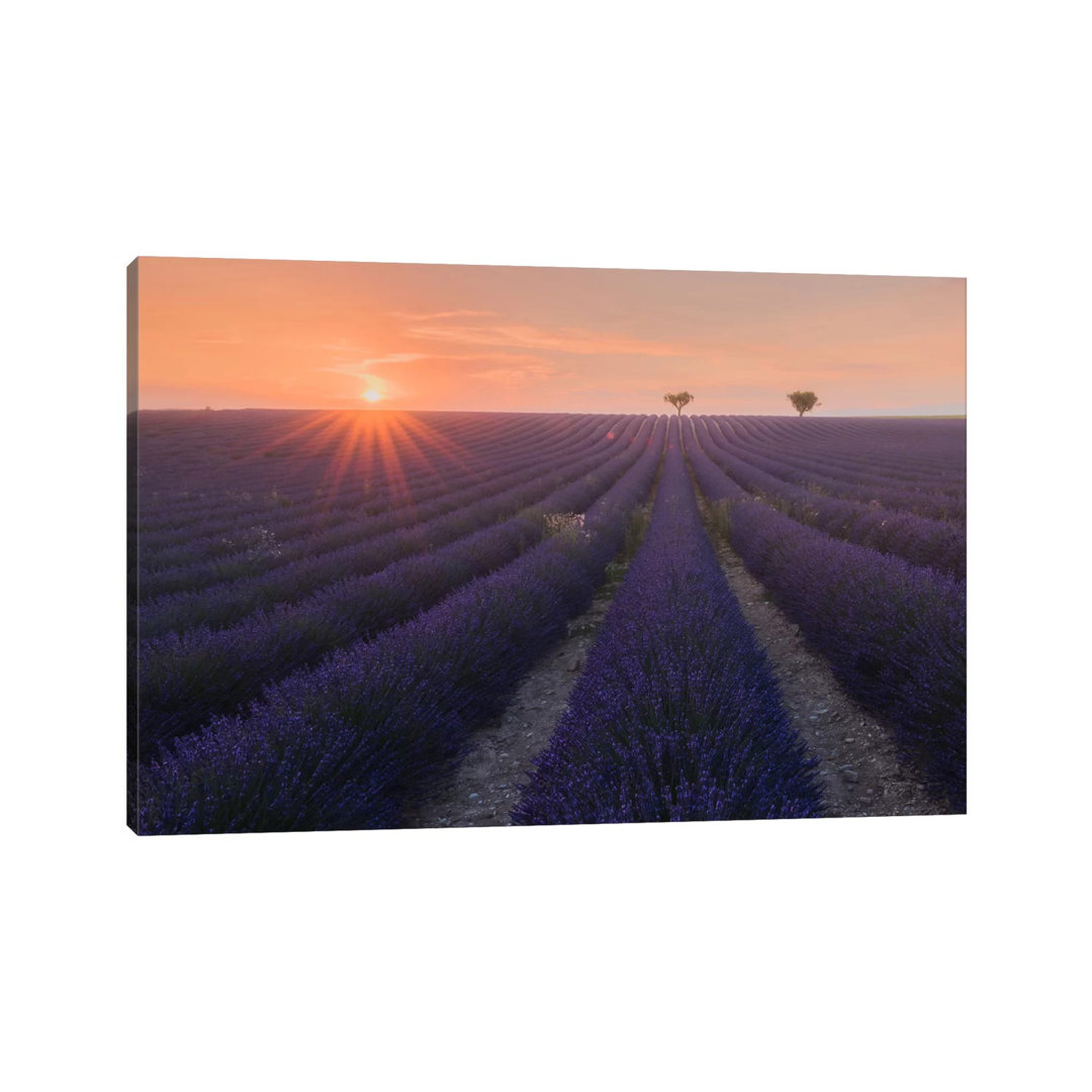 Lavender Fields of Provence V by Daniel Kordan - Wrapped Canvas Graphic Art