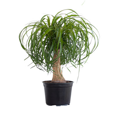 United Nursery Live Palm Plant Low Maintenance Plant in Rattan Nursery Pot