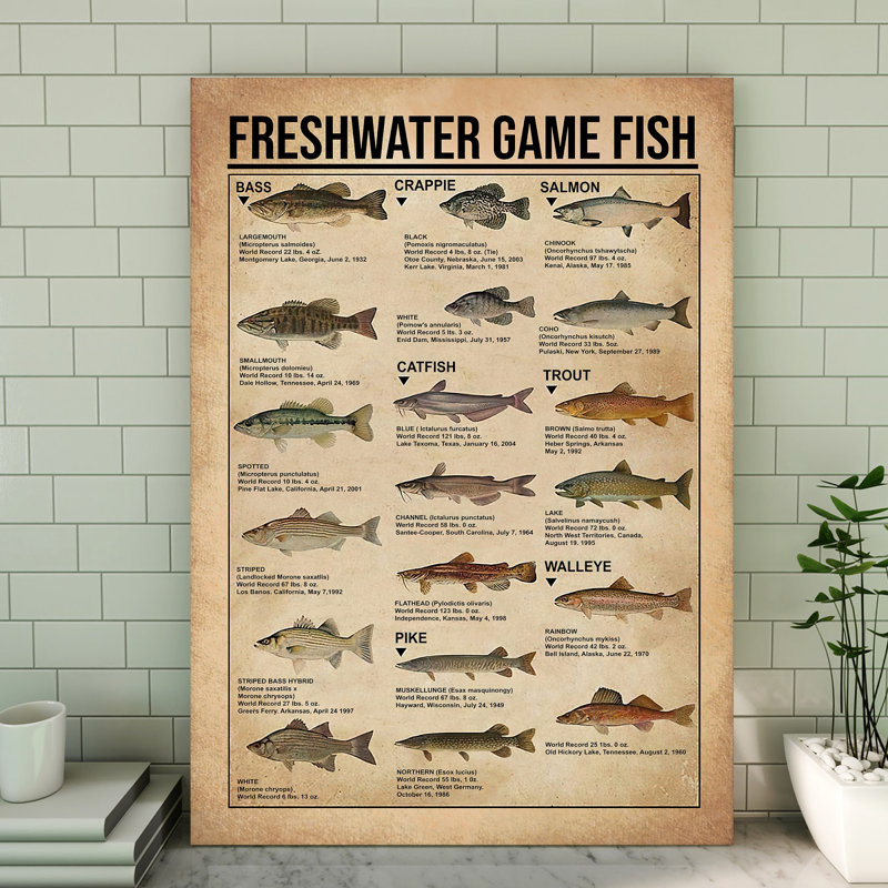 Freshwater Game Fish Gallery Wrapped Canvas - Animal Fish Knowledge Illustration Decor, Grey And Green Home Decor