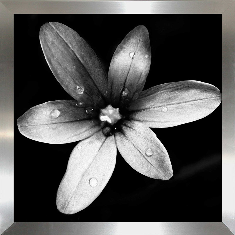 «Black and White Bloom II», reproduction de photo, H 25,5 po x l 25,5 po x P 1 po, Encadrement argenté